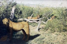 Edmund Barker (British 1940-2023): Lions in the Kenyan Undergrowth