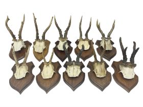 Antlers/Horns: Roe Deer (Capreolus capreolus) ten pairs of roe deer antlers mounted upon wooden shie