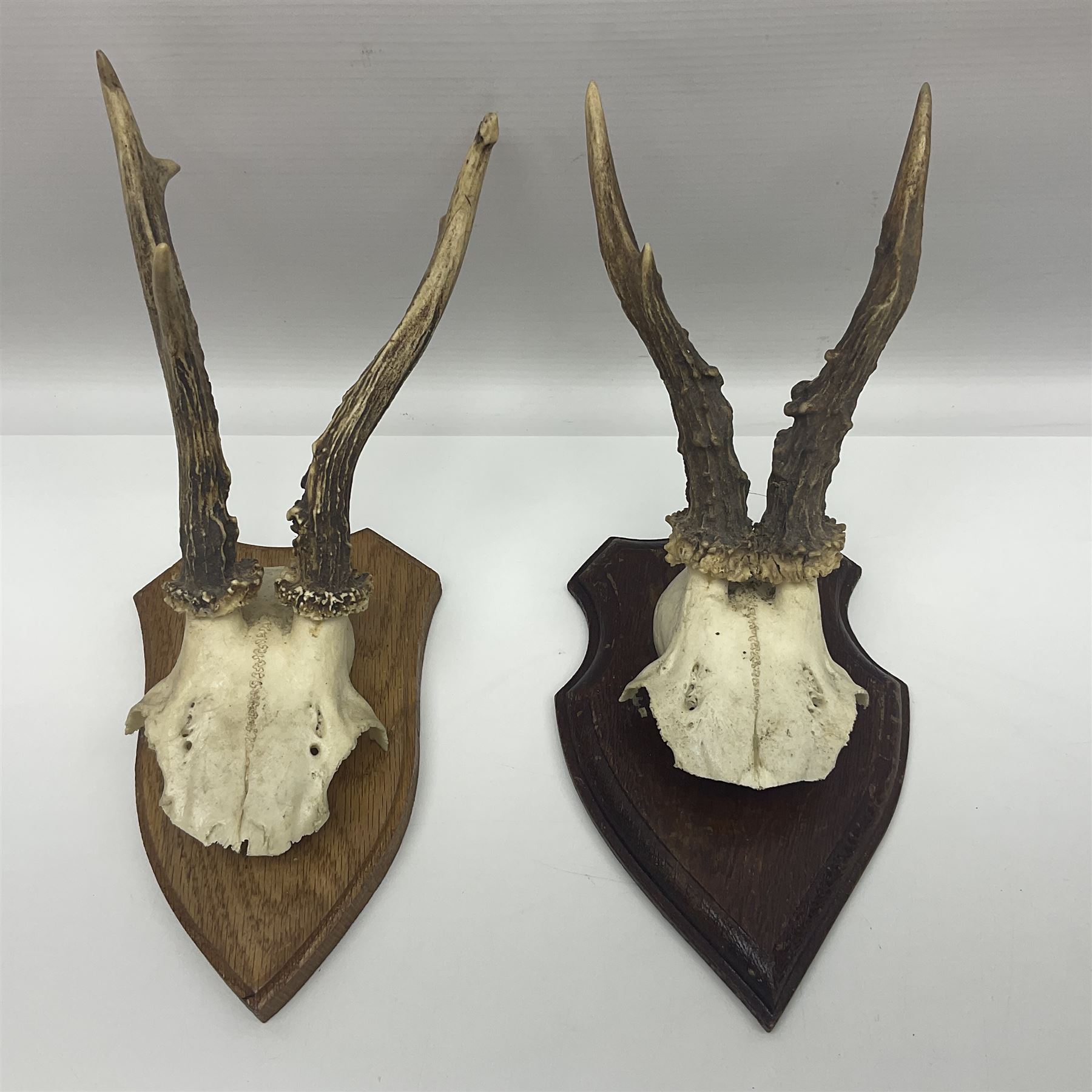 Antlers/Horns: Roe Deer (Capreolus capreolus) ten pairs of roe deer antlers mounted upon wooden shie - Image 18 of 21