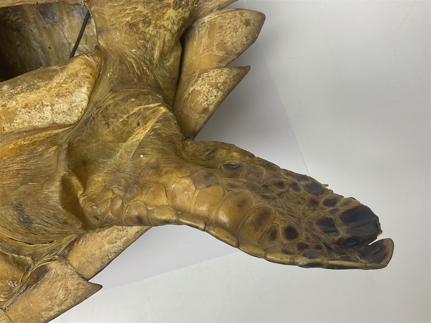 Taxidermy: Hawksbill Sea Turtle (Eretmochelys imbricata) - Image 16 of 19