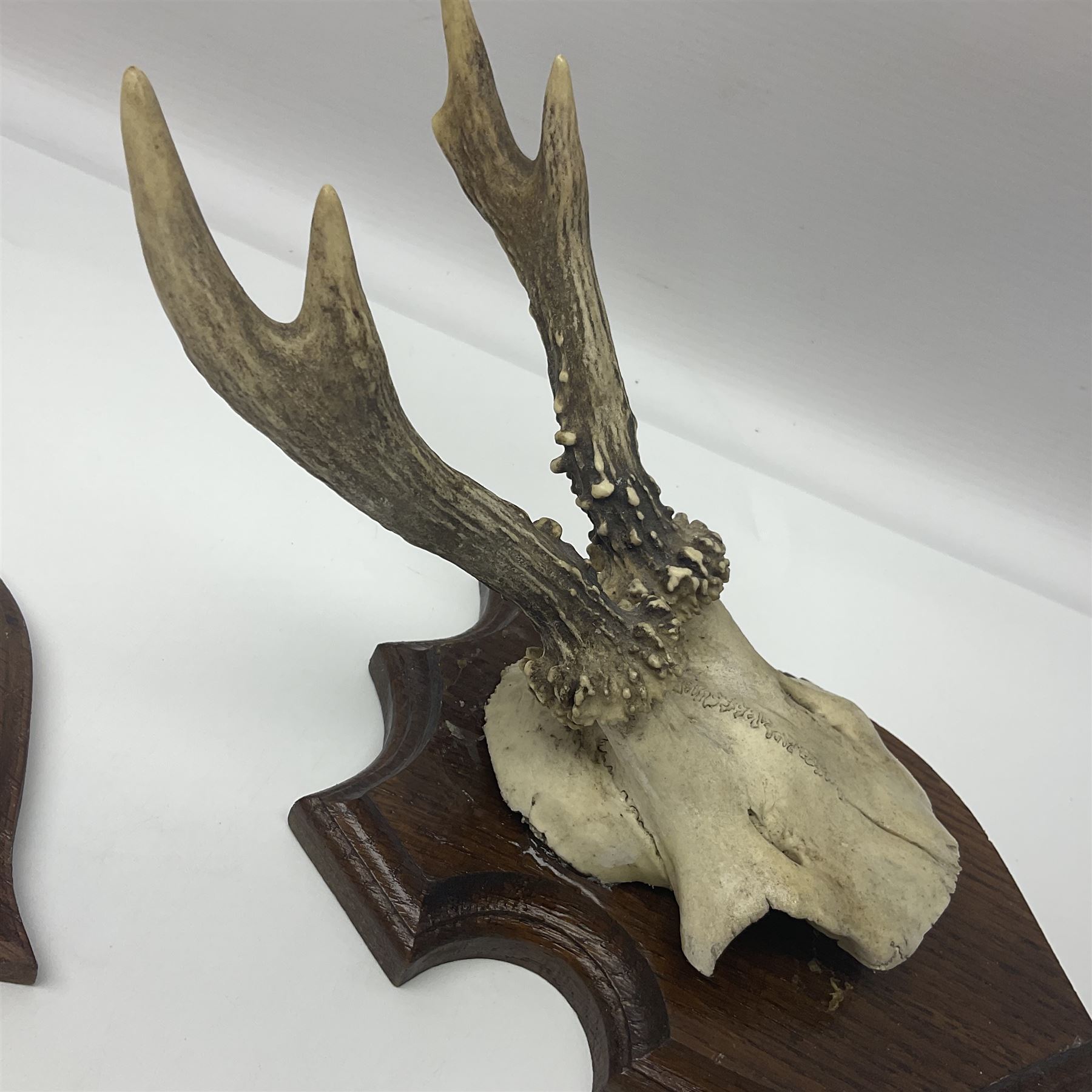 Antlers/Horns: Roe Deer (Capreolus capreolus) ten pairs of roe deer antlers mounted upon wooden shie - Image 20 of 21