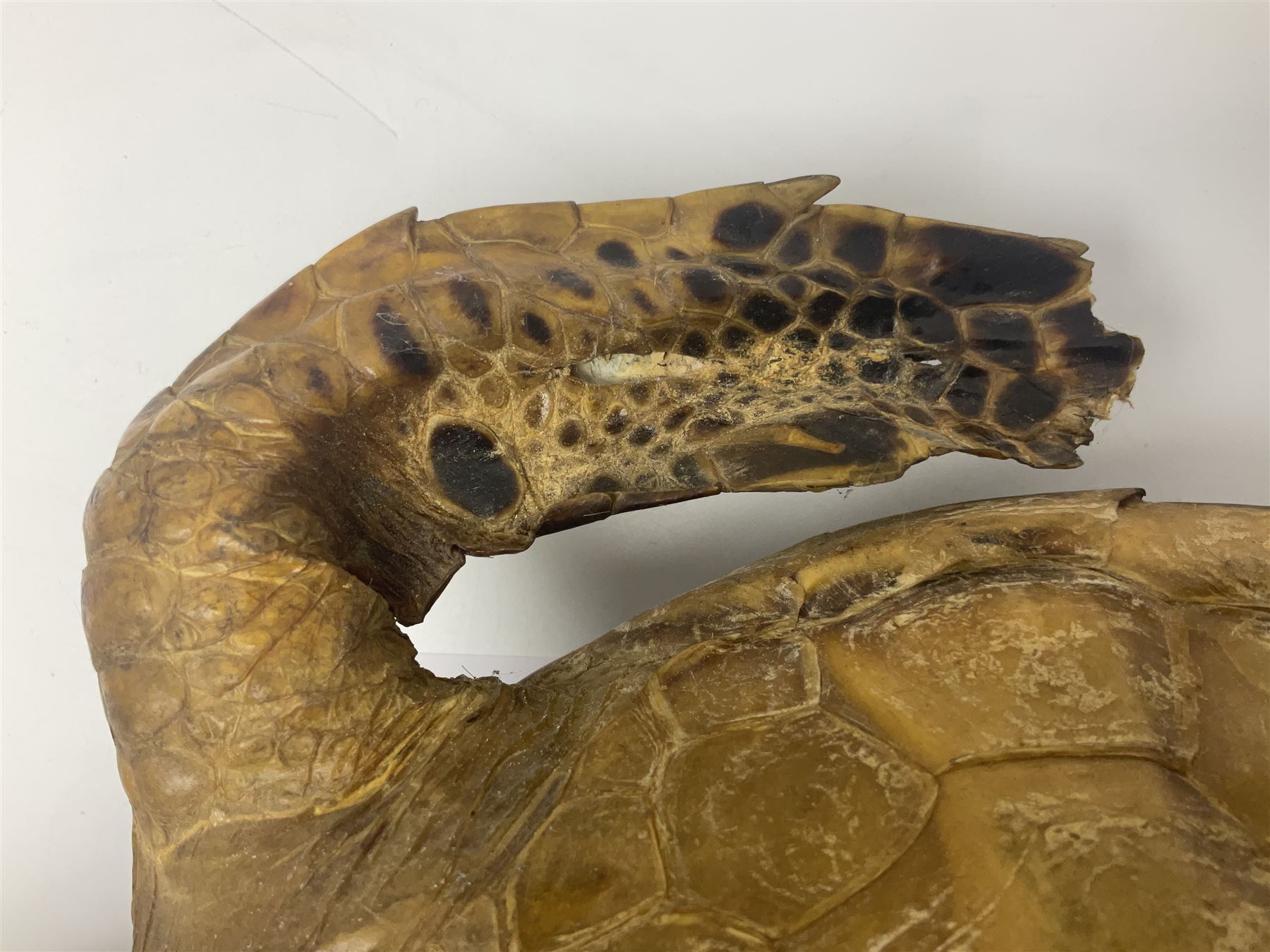 Taxidermy: Hawksbill Sea Turtle (Eretmochelys imbricata) - Image 19 of 19