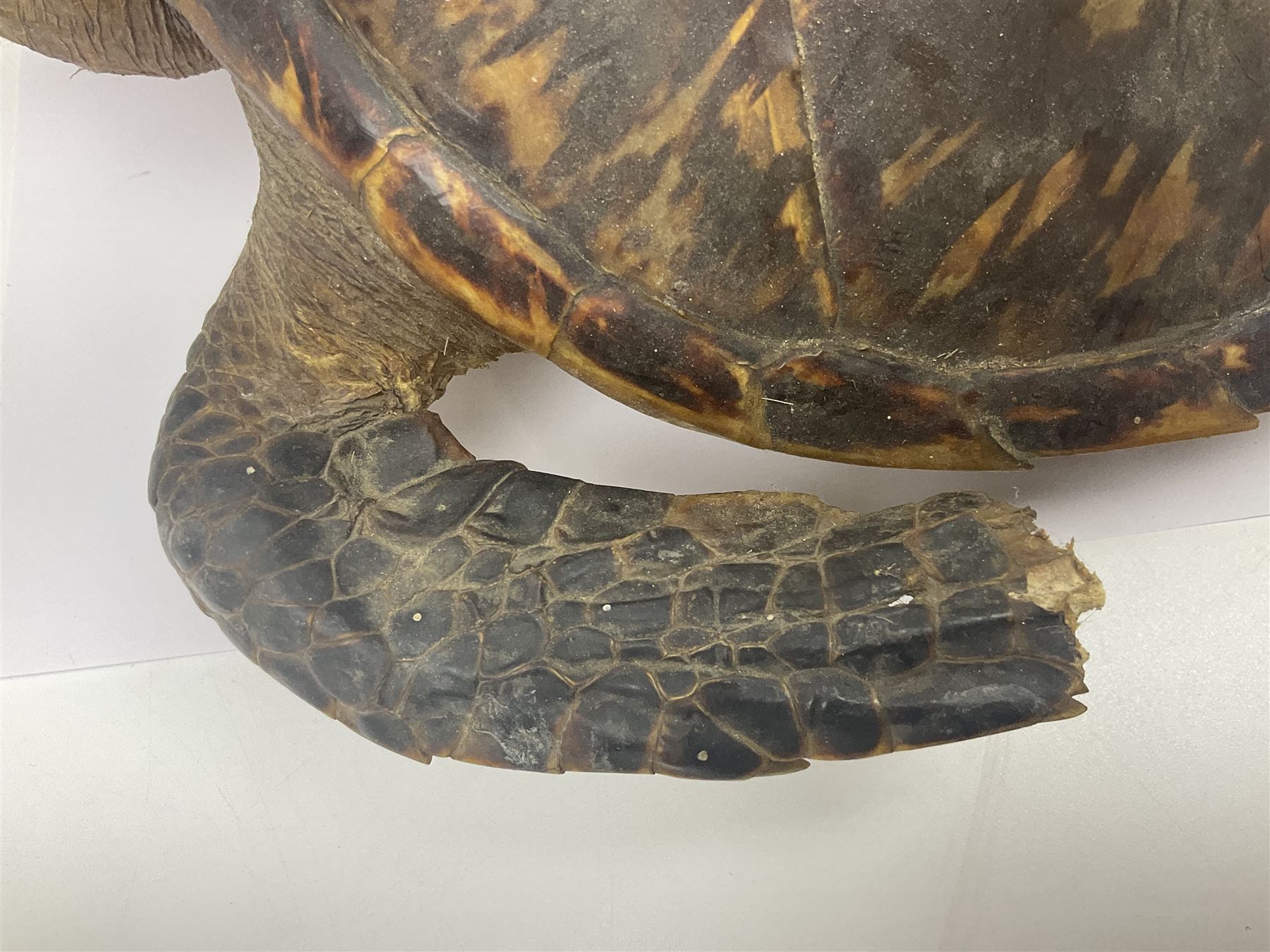 Taxidermy: Hawksbill Sea Turtle (Eretmochelys imbricata) - Image 8 of 19