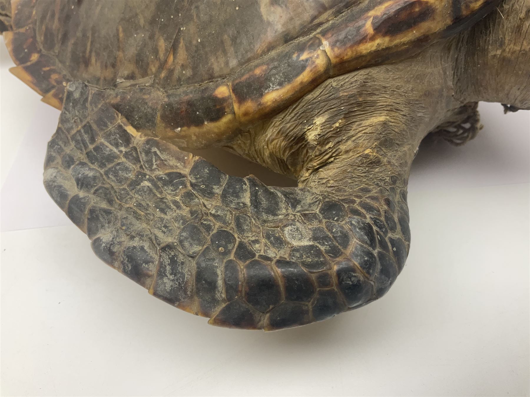 Taxidermy: Hawksbill Sea Turtle (Eretmochelys imbricata) - Image 3 of 19
