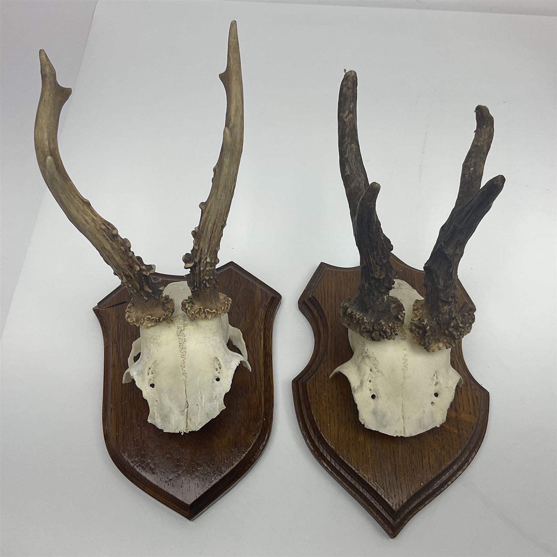 Antlers/Horns: Roe Deer (Capreolus capreolus) ten pairs of roe deer antlers mounted upon wooden shie - Image 10 of 21