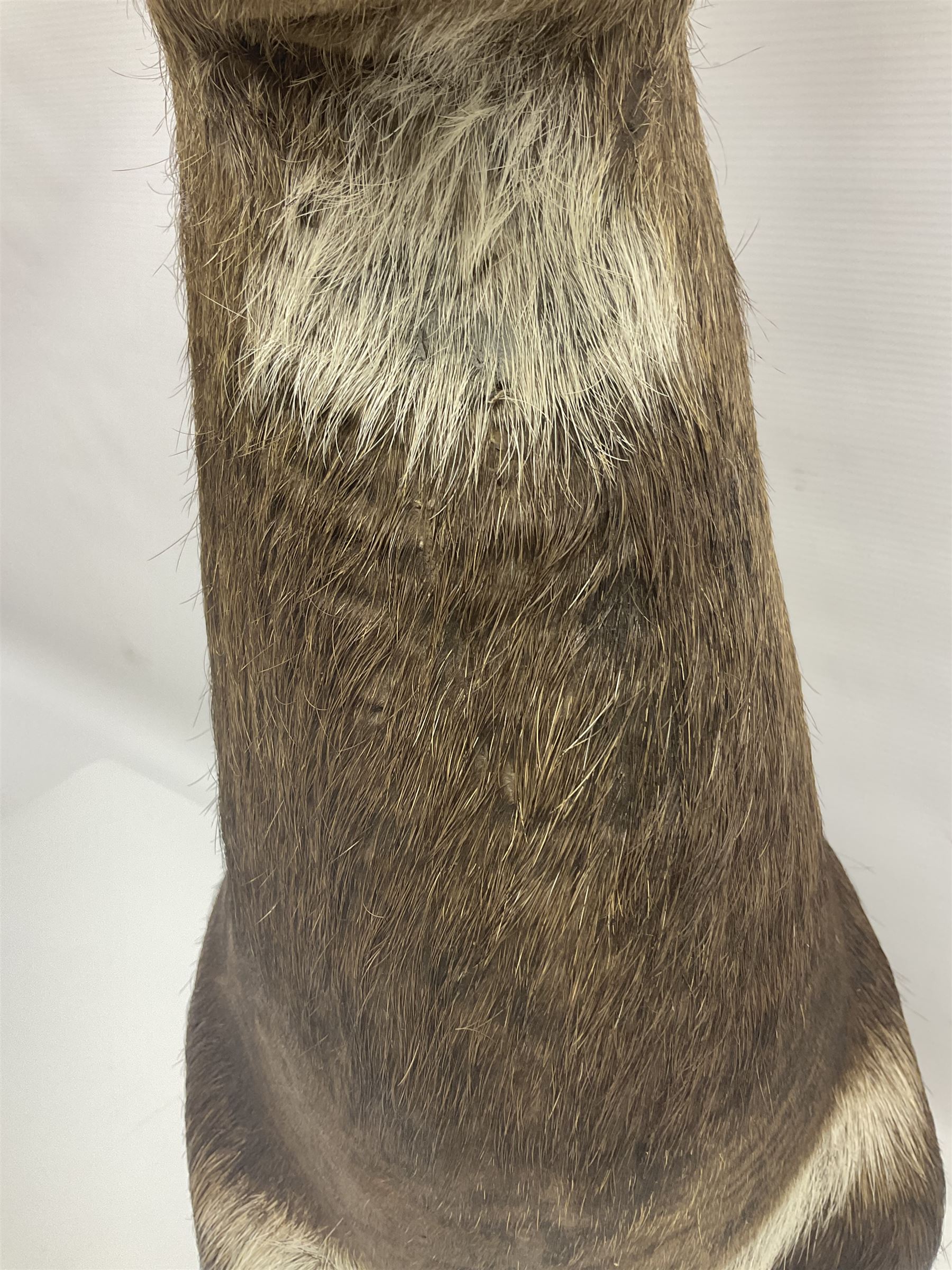 Taxidermy: Cape Bushbuck (Tragelaphus sylvaticus) - Image 12 of 21