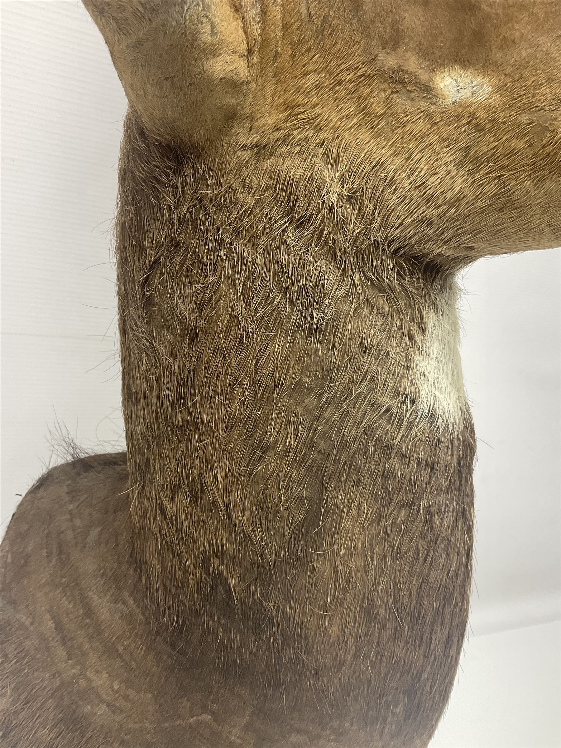 Taxidermy: Cape Bushbuck (Tragelaphus sylvaticus) - Image 9 of 21