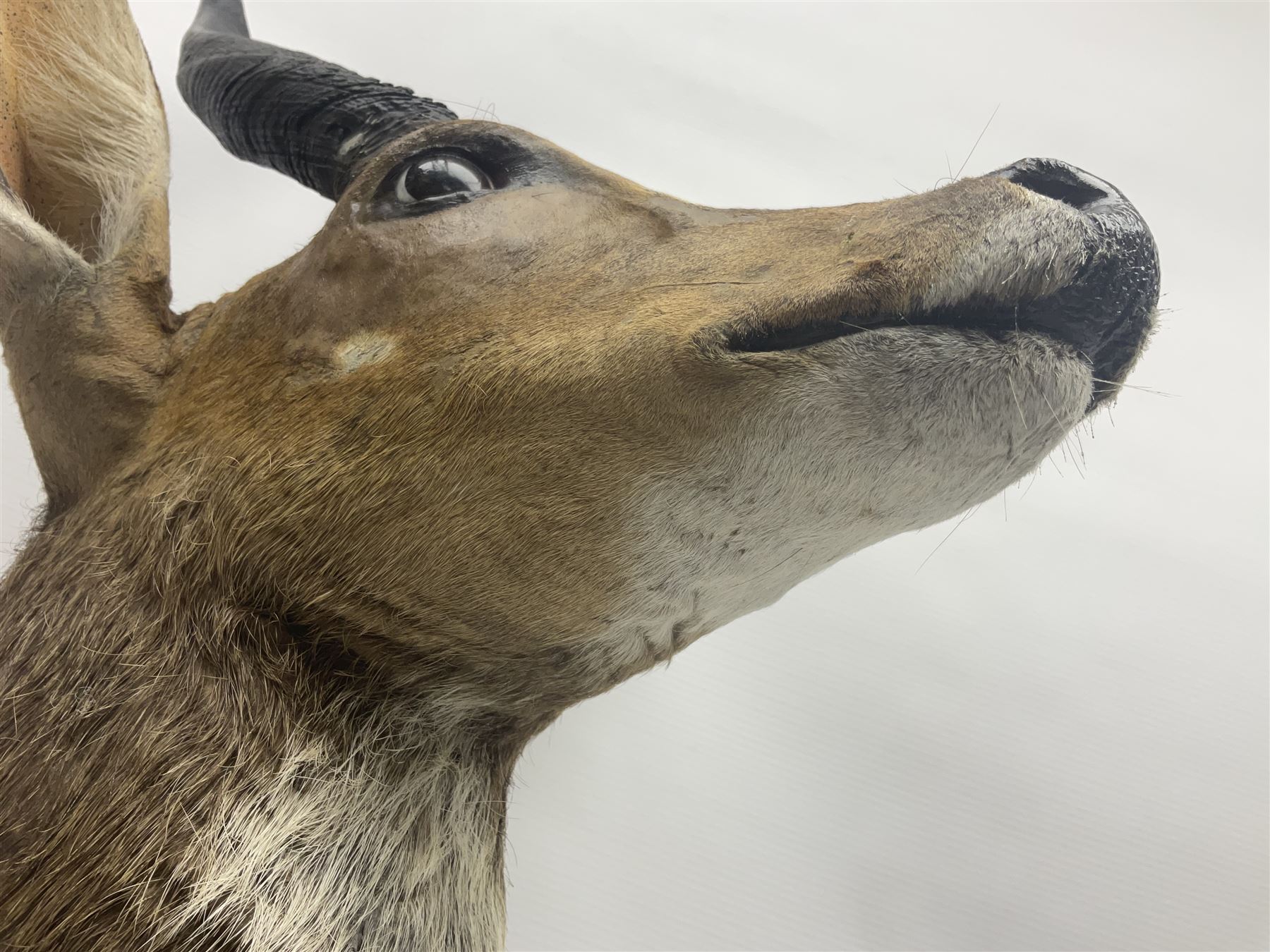 Taxidermy: Cape Bushbuck (Tragelaphus sylvaticus) - Image 5 of 21