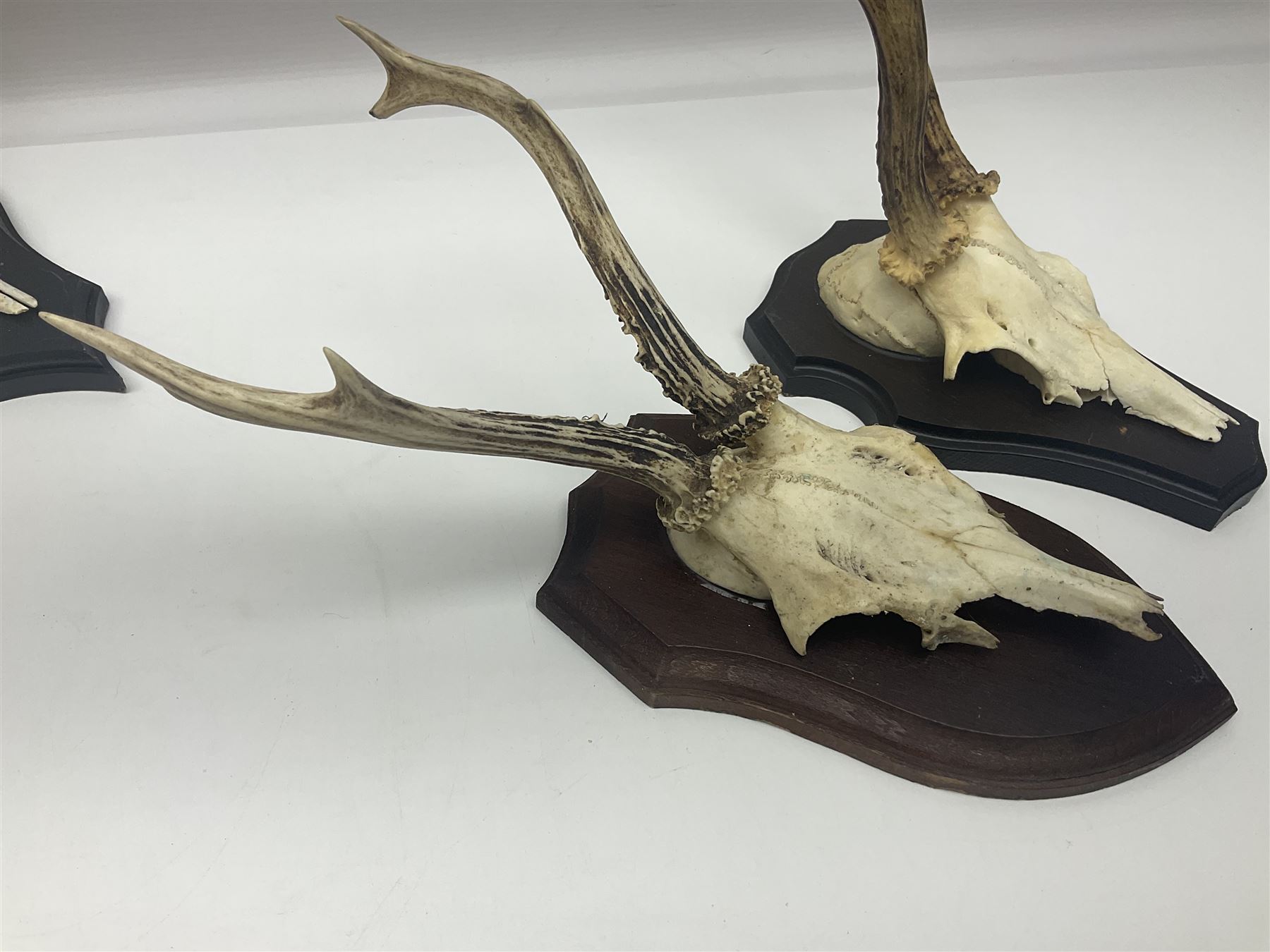 Antlers/Horns: Roe Deer (Capreolus capreolus) ten pairs of roe deer antlers mounted upon wooden shie - Image 10 of 17