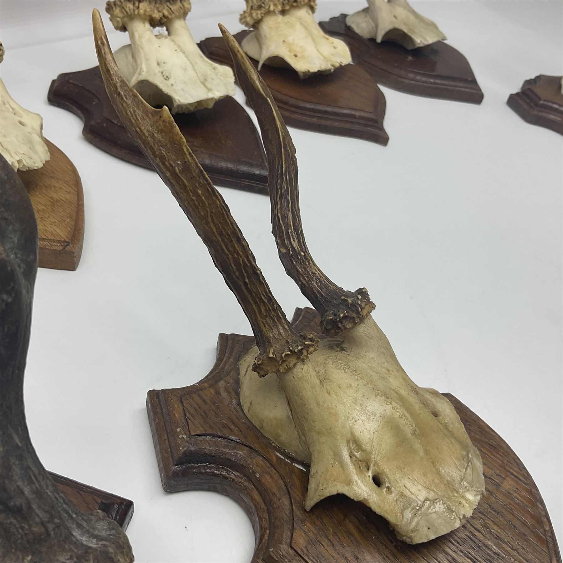 Antlers/Horns: Roe Deer (Capreolus capreolus) ten pairs of roe deer antlers mounted upon wooden shie - Image 7 of 21