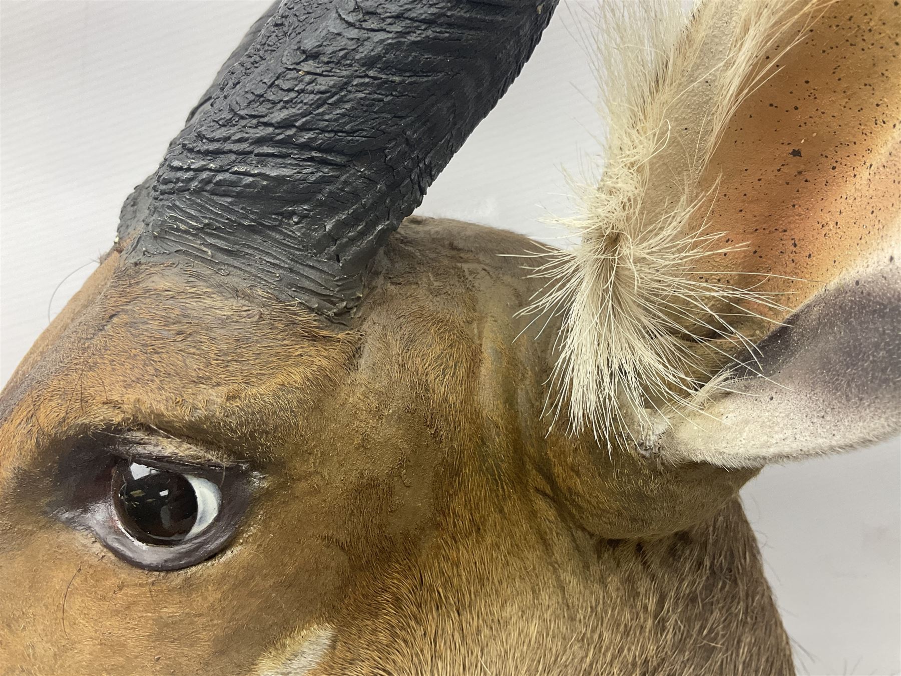 Taxidermy: Cape Bushbuck (Tragelaphus sylvaticus) - Image 17 of 21