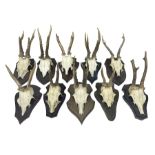 Antlers/Horns: Roe Deer (Capreolus capreolus) ten pairs of roe deer antlers mounted upon wooden shie