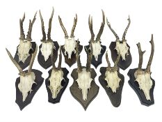 Antlers/Horns: Roe Deer (Capreolus capreolus) ten pairs of roe deer antlers mounted upon wooden shie