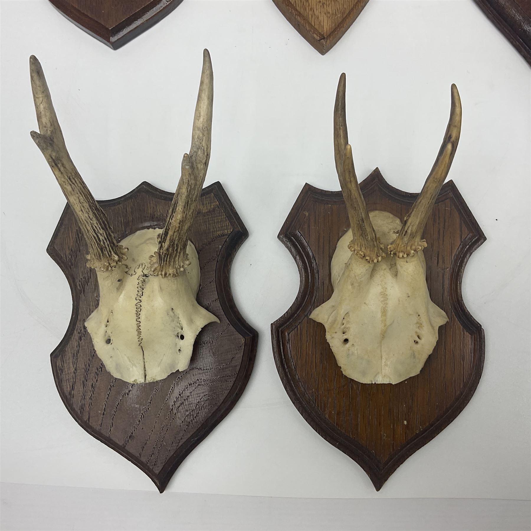 Antlers/Horns: Roe Deer (Capreolus capreolus) ten pairs of roe deer antlers mounted upon wooden shie - Image 2 of 21
