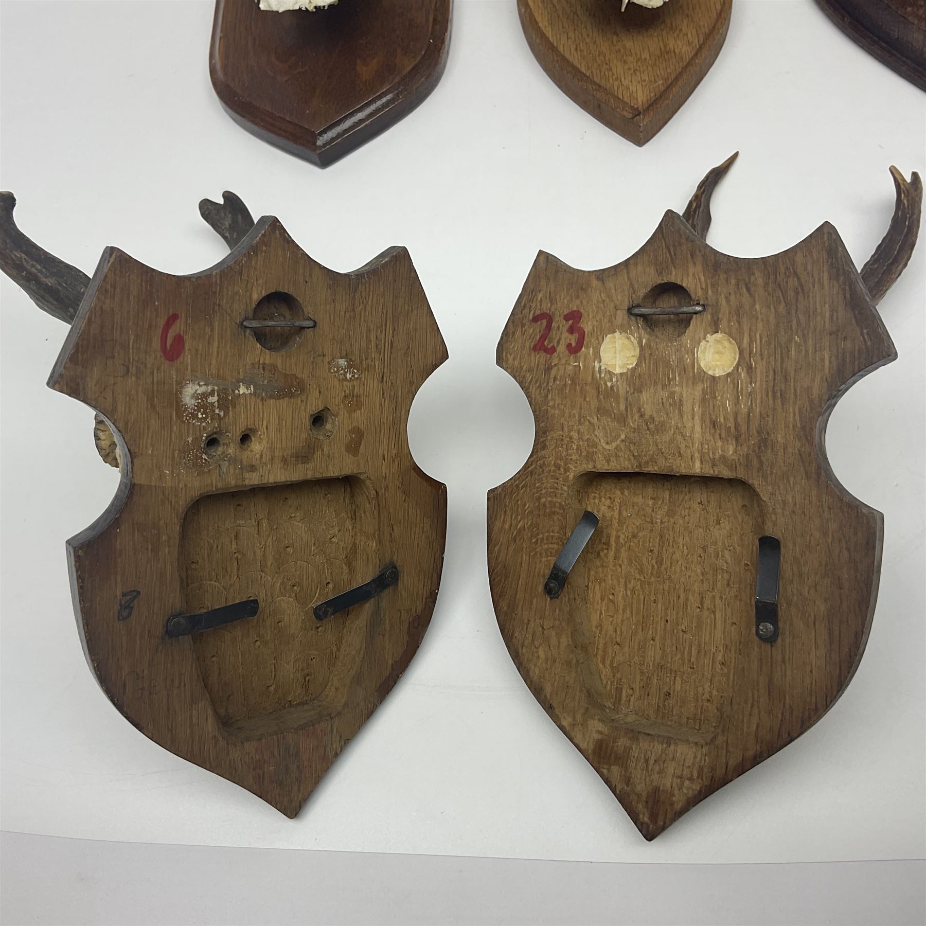 Antlers/Horns: Roe Deer (Capreolus capreolus) ten pairs of roe deer antlers mounted upon wooden shie - Image 9 of 21