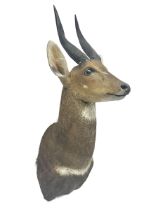 Taxidermy: Cape Bushbuck (Tragelaphus sylvaticus)