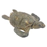 Taxidermy: Hawksbill Sea Turtle (Eretmochelys imbricata)