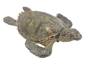 Taxidermy: Hawksbill Sea Turtle (Eretmochelys imbricata)