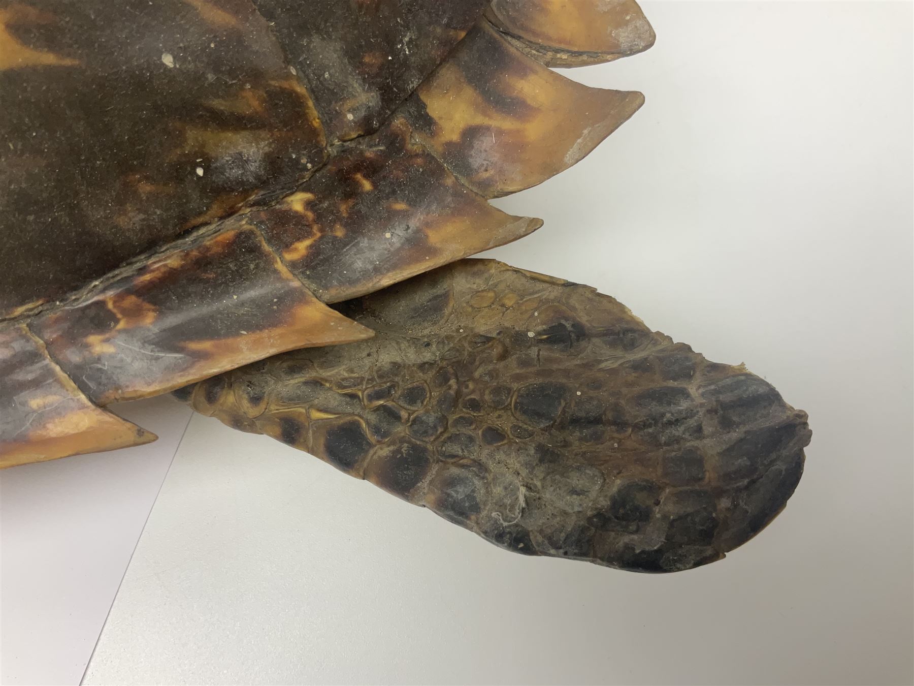 Taxidermy: Hawksbill Sea Turtle (Eretmochelys imbricata) - Image 7 of 19