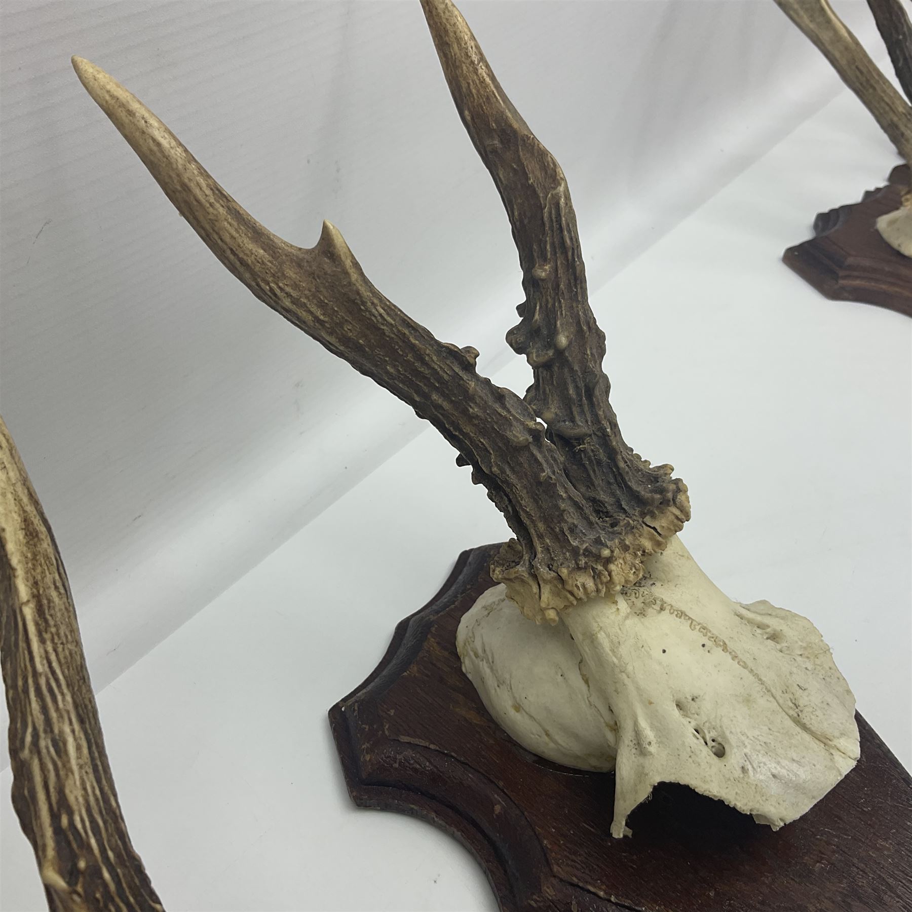 Antlers/Horns: Roe Deer (Capreolus capreolus) ten pairs of roe deer antlers mounted upon wooden shie - Image 15 of 21