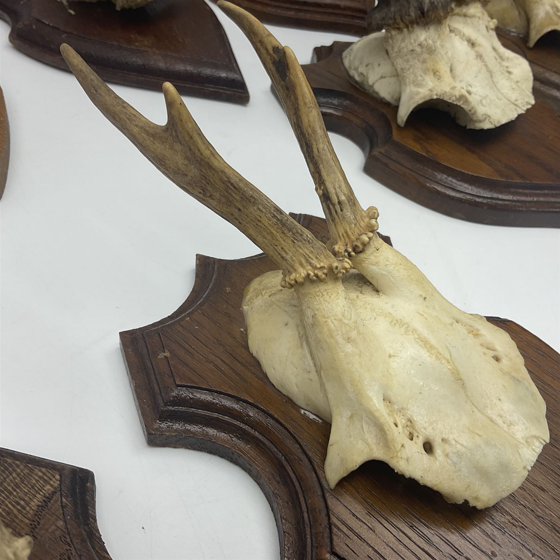 Antlers/Horns: Roe Deer (Capreolus capreolus) ten pairs of roe deer antlers mounted upon wooden shie - Image 4 of 21