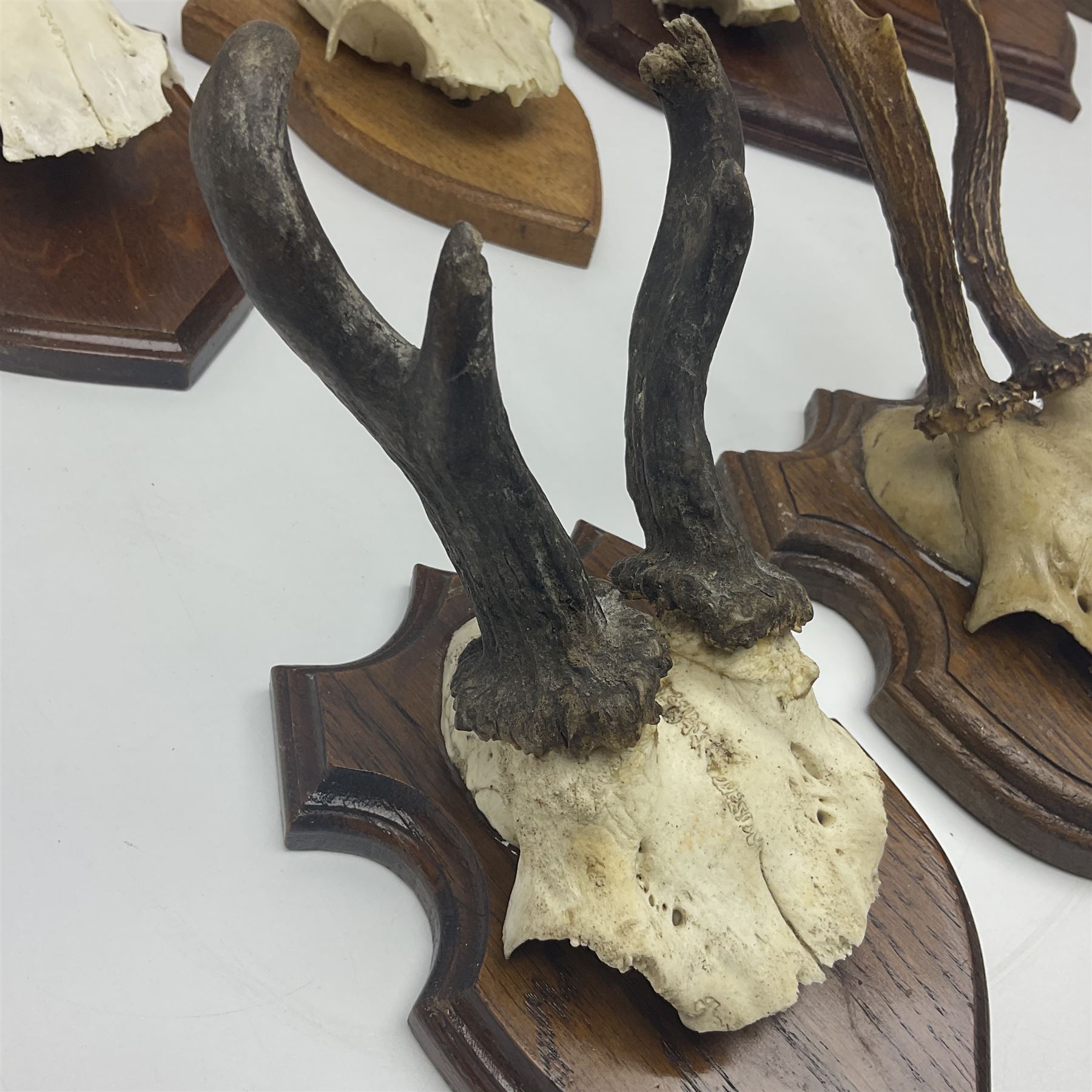 Antlers/Horns: Roe Deer (Capreolus capreolus) ten pairs of roe deer antlers mounted upon wooden shie - Image 6 of 21