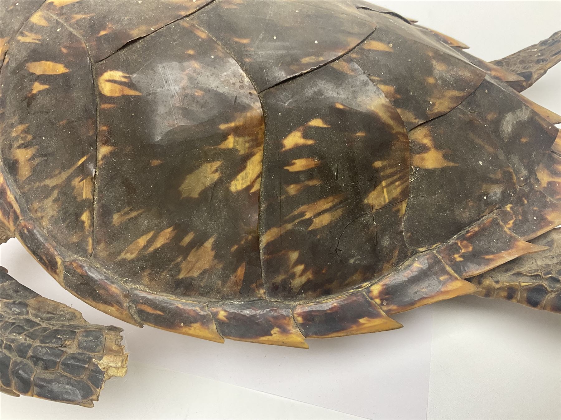 Taxidermy: Hawksbill Sea Turtle (Eretmochelys imbricata) - Image 9 of 19