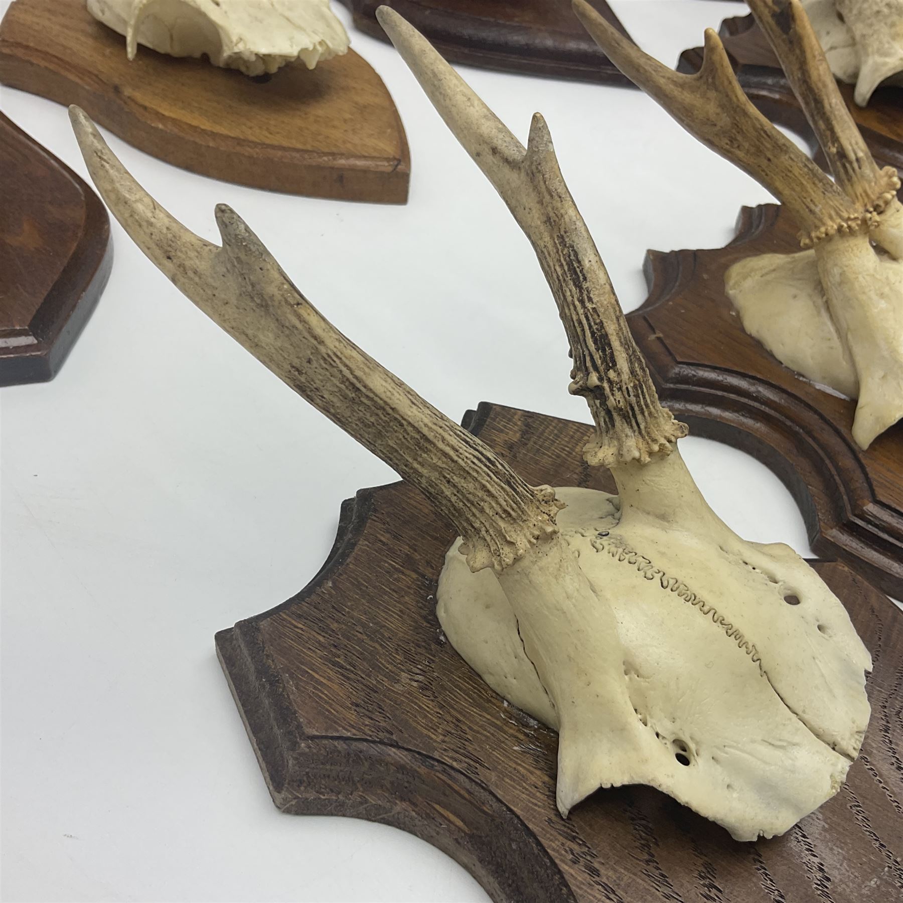 Antlers/Horns: Roe Deer (Capreolus capreolus) ten pairs of roe deer antlers mounted upon wooden shie - Image 3 of 21