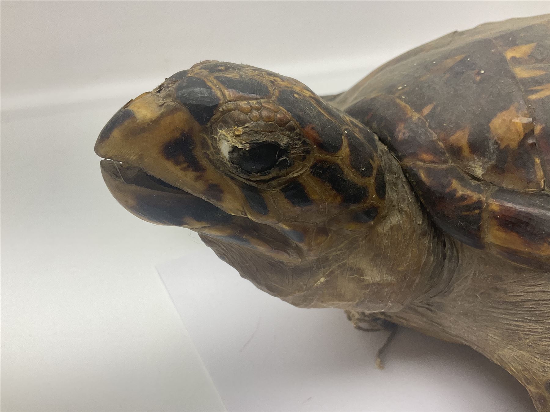 Taxidermy: Hawksbill Sea Turtle (Eretmochelys imbricata) - Image 10 of 19