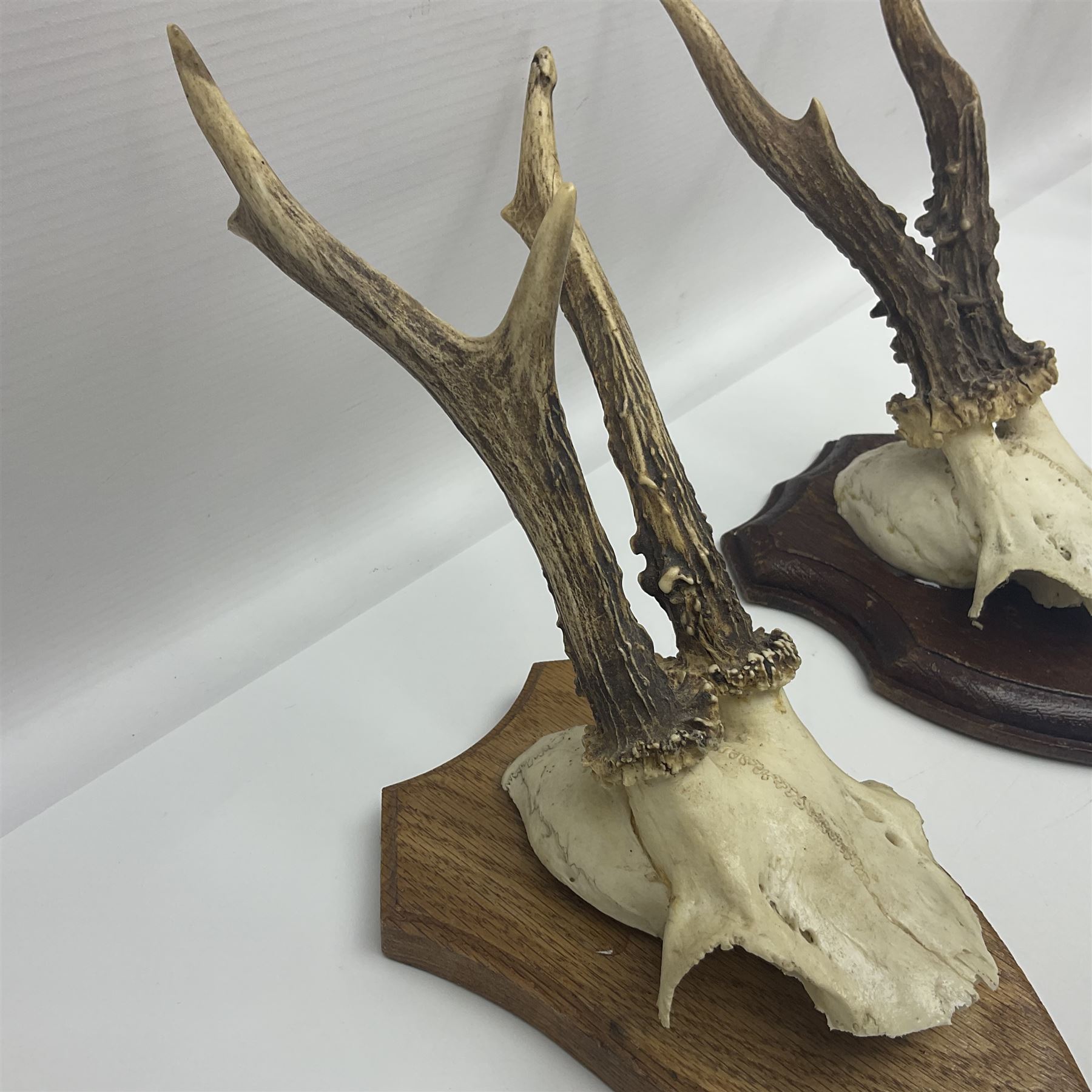 Antlers/Horns: Roe Deer (Capreolus capreolus) ten pairs of roe deer antlers mounted upon wooden shie - Image 14 of 21