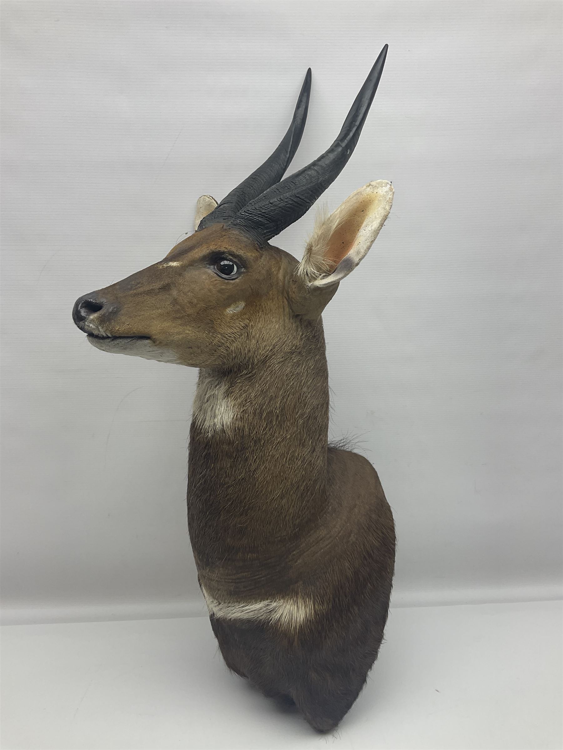 Taxidermy: Cape Bushbuck (Tragelaphus sylvaticus) - Image 14 of 21