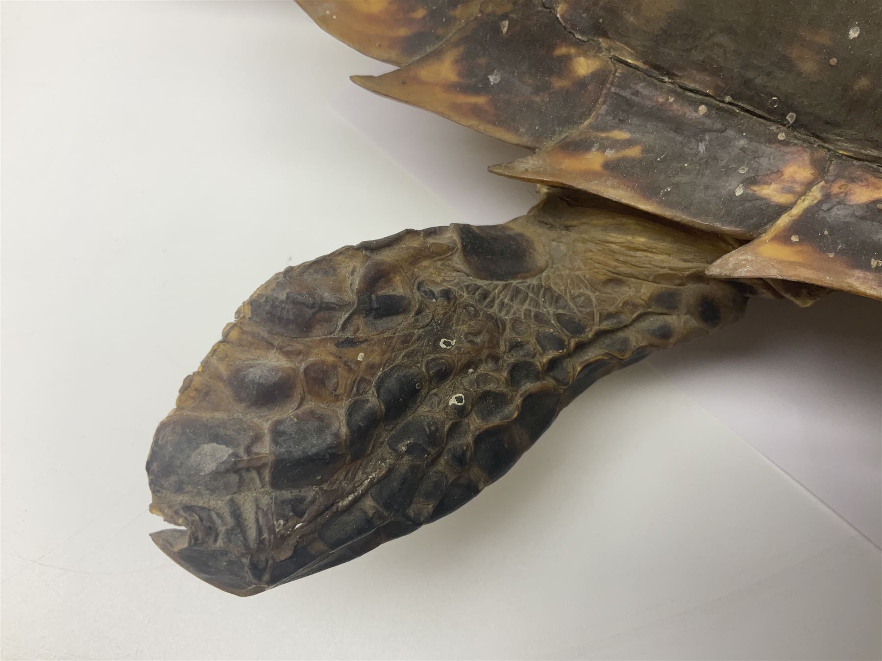 Taxidermy: Hawksbill Sea Turtle (Eretmochelys imbricata) - Image 6 of 19