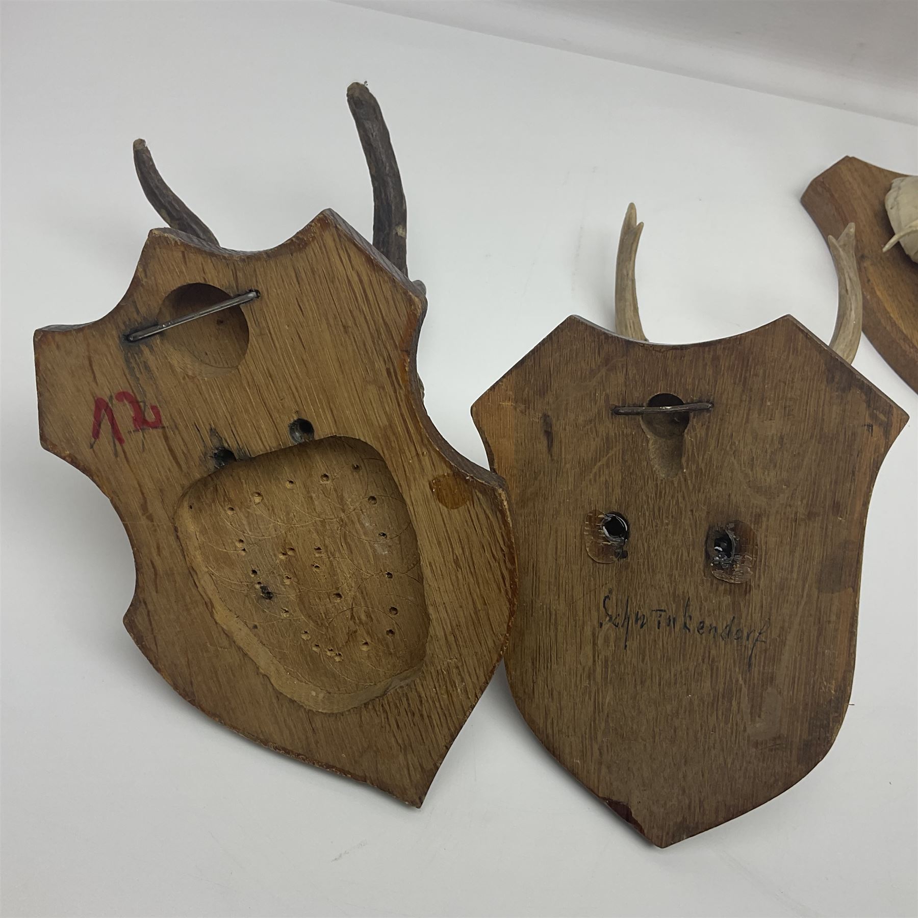 Antlers/Horns: Roe Deer (Capreolus capreolus) ten pairs of roe deer antlers mounted upon wooden shie - Image 13 of 21