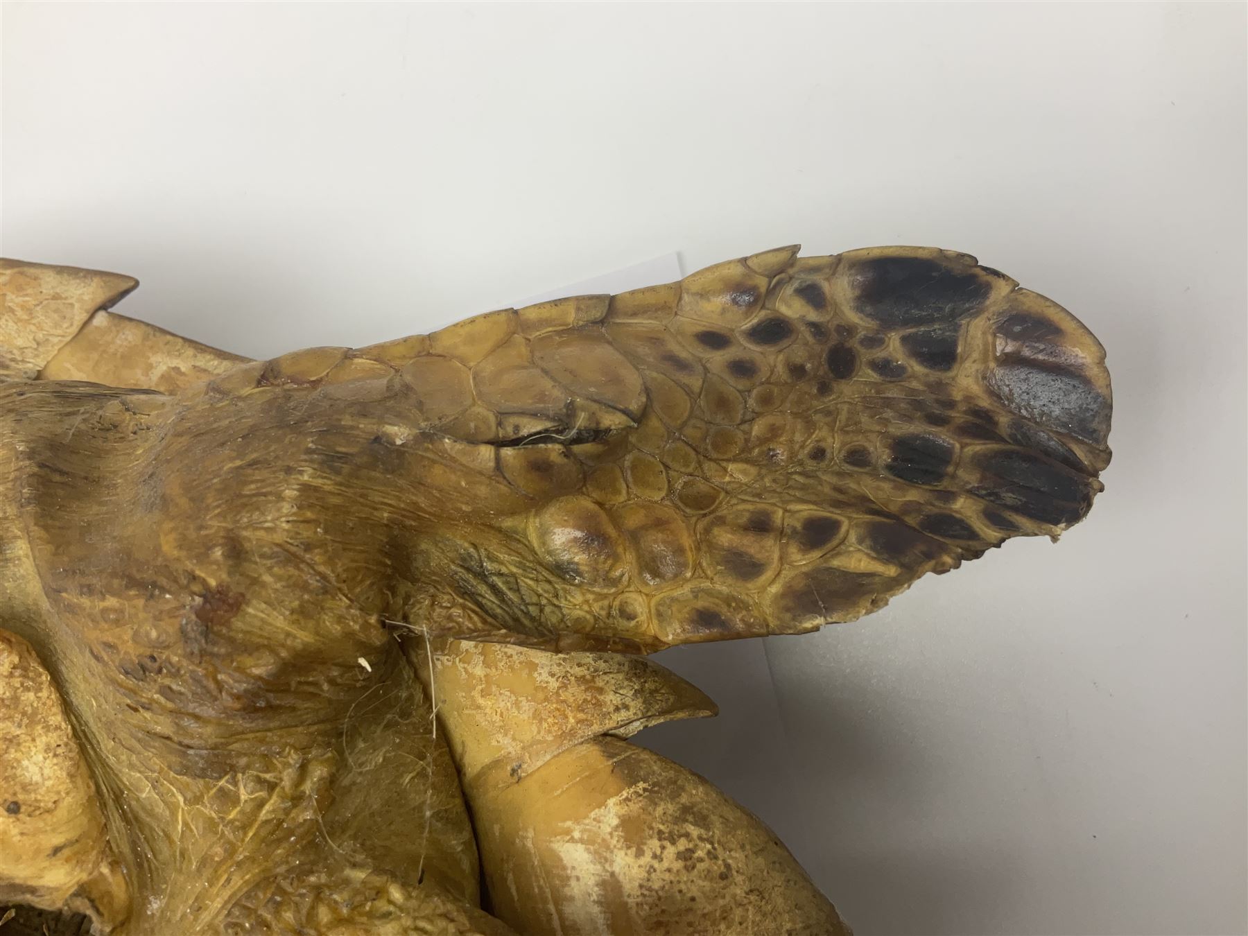 Taxidermy: Hawksbill Sea Turtle (Eretmochelys imbricata) - Image 17 of 19