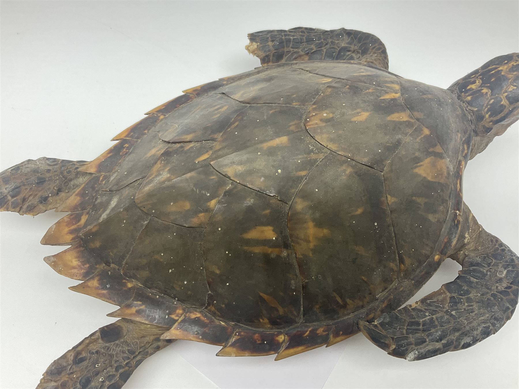 Taxidermy: Hawksbill Sea Turtle (Eretmochelys imbricata) - Image 4 of 19