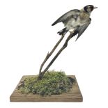 Taxidermy: European Goldfinch (Carduelis carduelis)