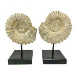 Pair of ammonite fossils