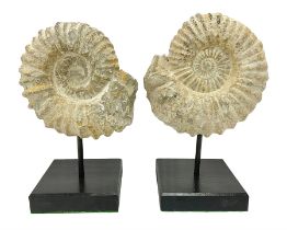 Pair of ammonite fossils