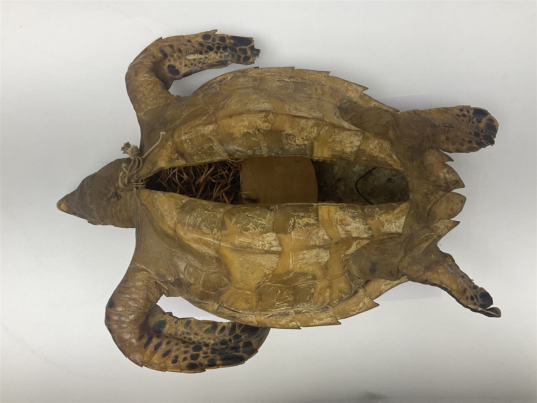 Taxidermy: Hawksbill Sea Turtle (Eretmochelys imbricata) - Image 11 of 19