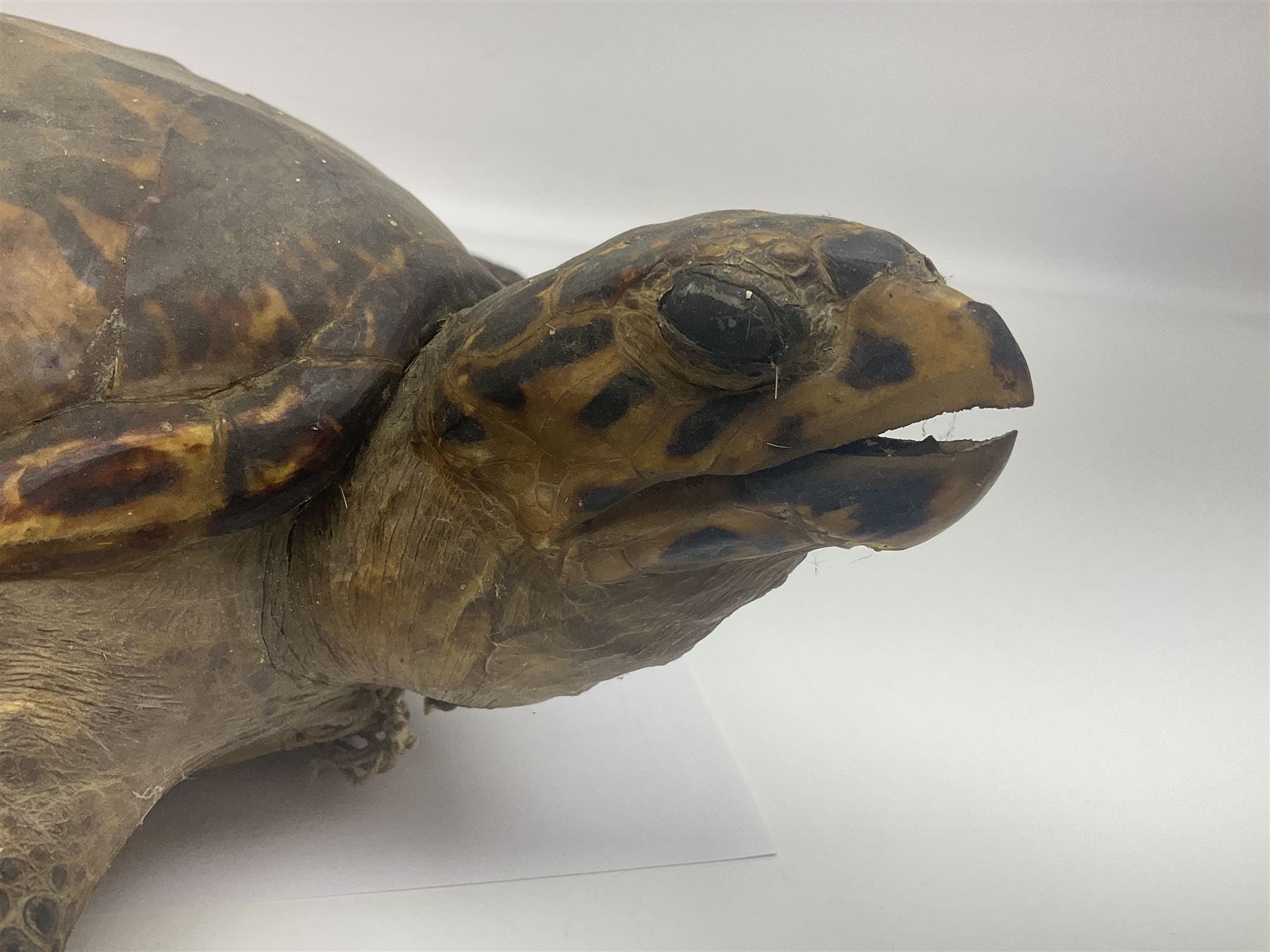 Taxidermy: Hawksbill Sea Turtle (Eretmochelys imbricata) - Image 2 of 19