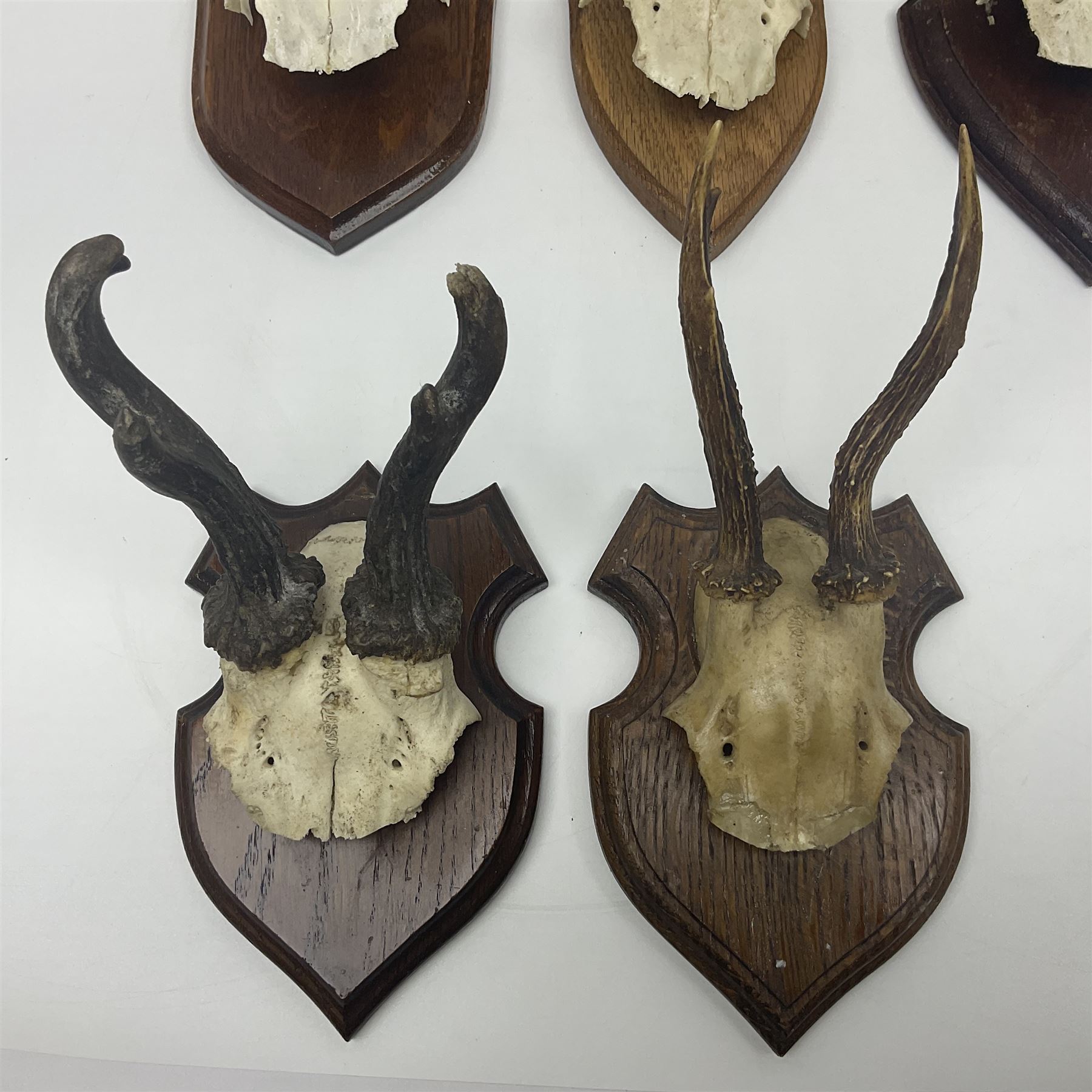 Antlers/Horns: Roe Deer (Capreolus capreolus) ten pairs of roe deer antlers mounted upon wooden shie - Image 8 of 21
