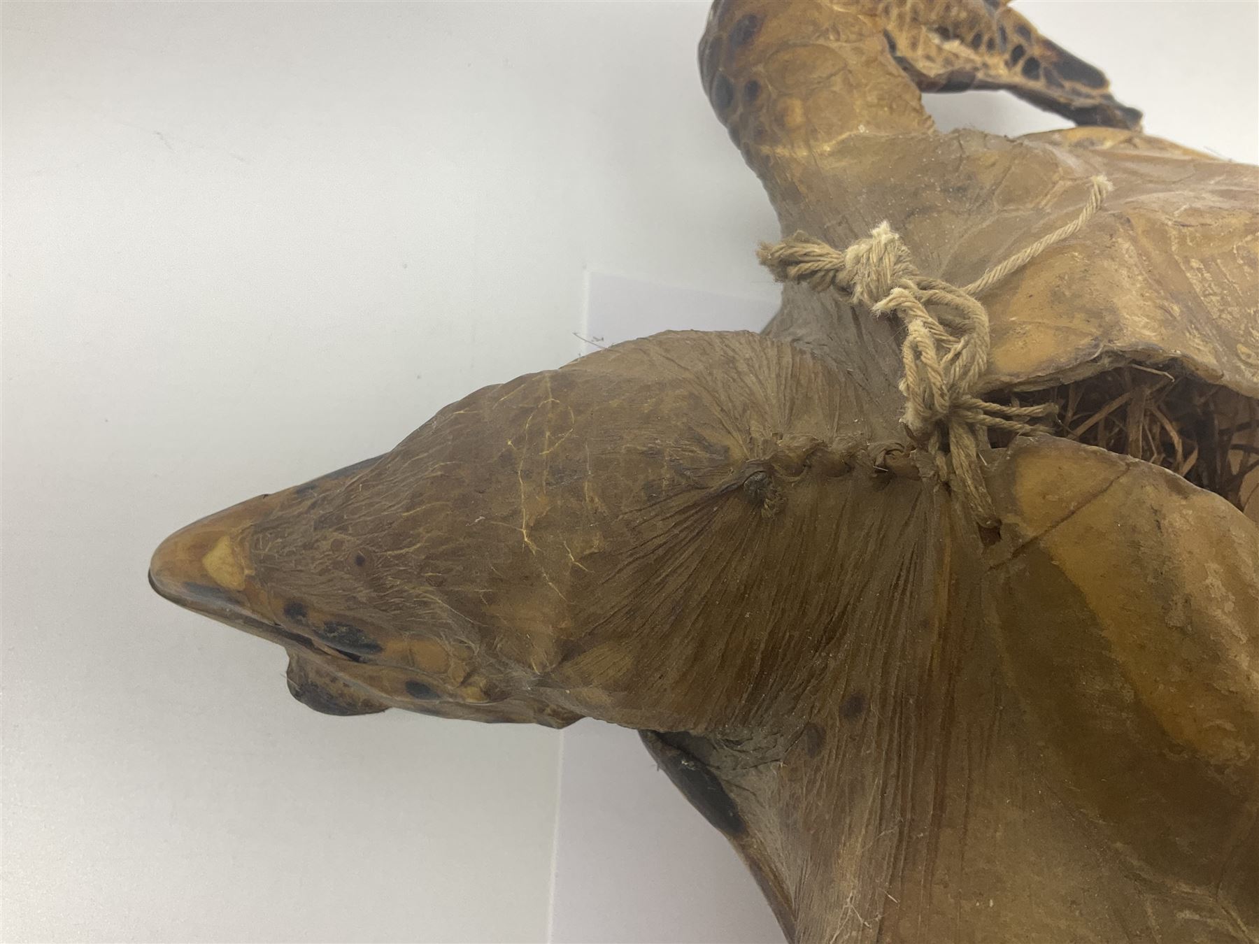 Taxidermy: Hawksbill Sea Turtle (Eretmochelys imbricata) - Image 12 of 19