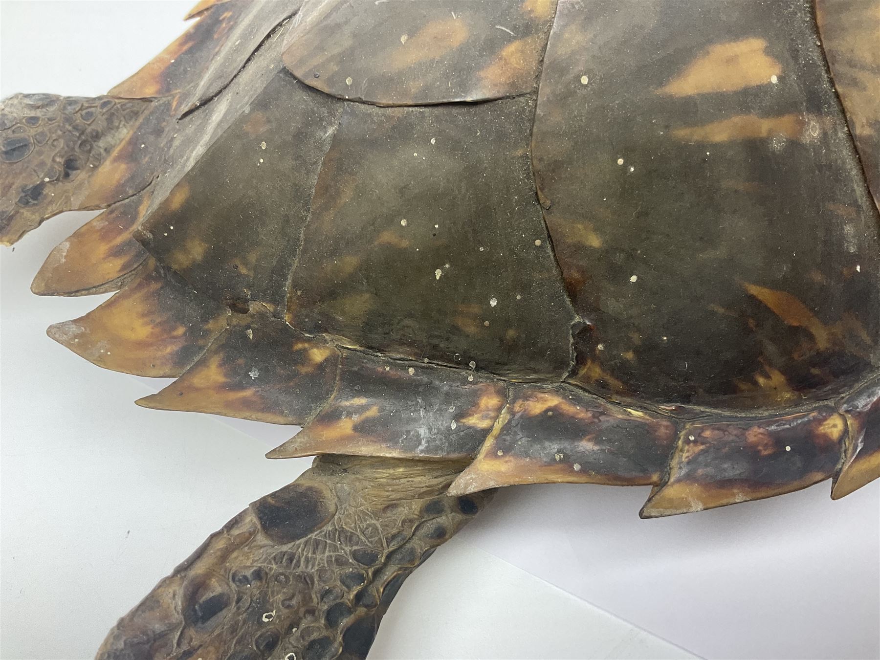 Taxidermy: Hawksbill Sea Turtle (Eretmochelys imbricata) - Image 5 of 19