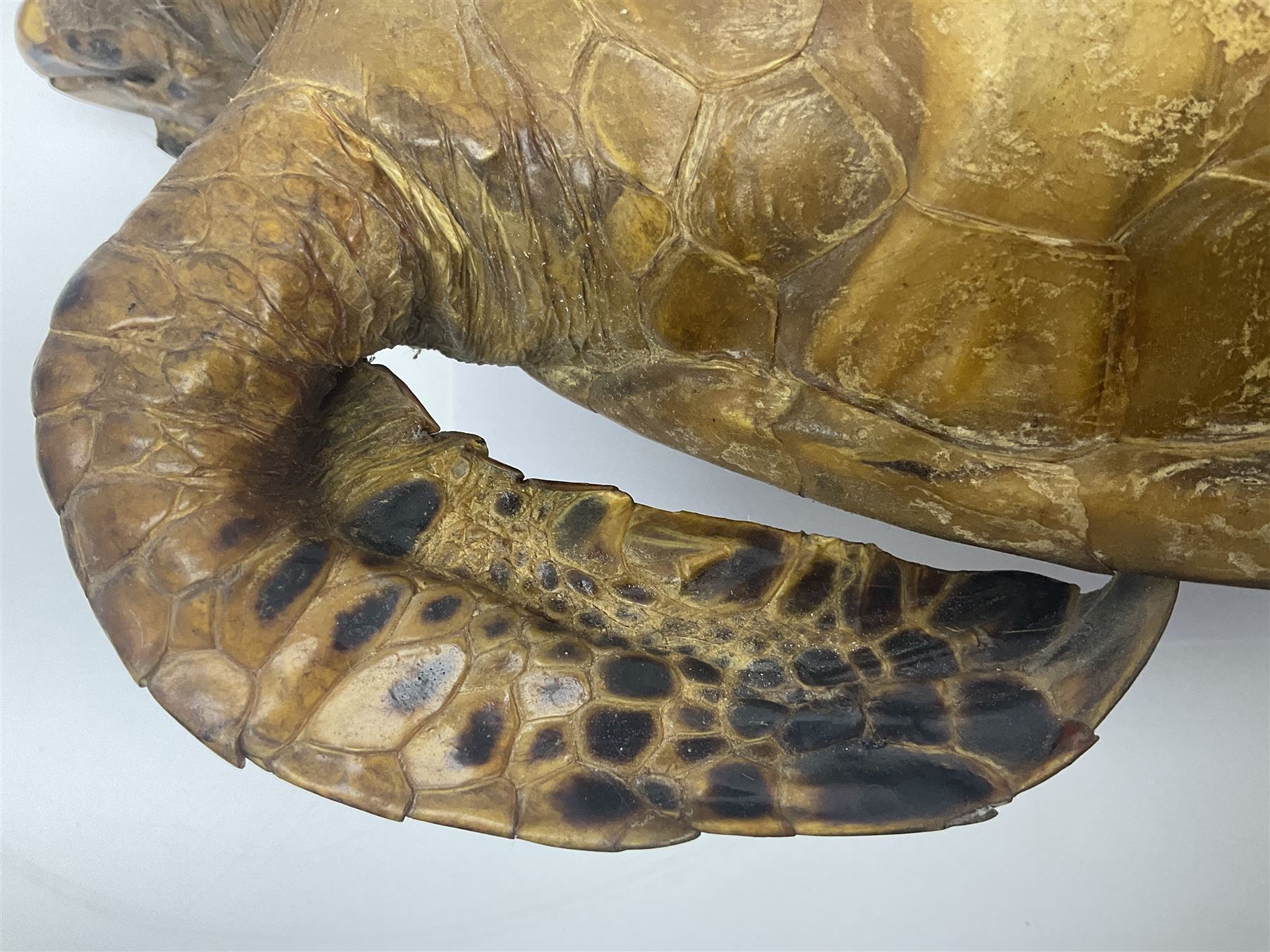 Taxidermy: Hawksbill Sea Turtle (Eretmochelys imbricata) - Image 18 of 19