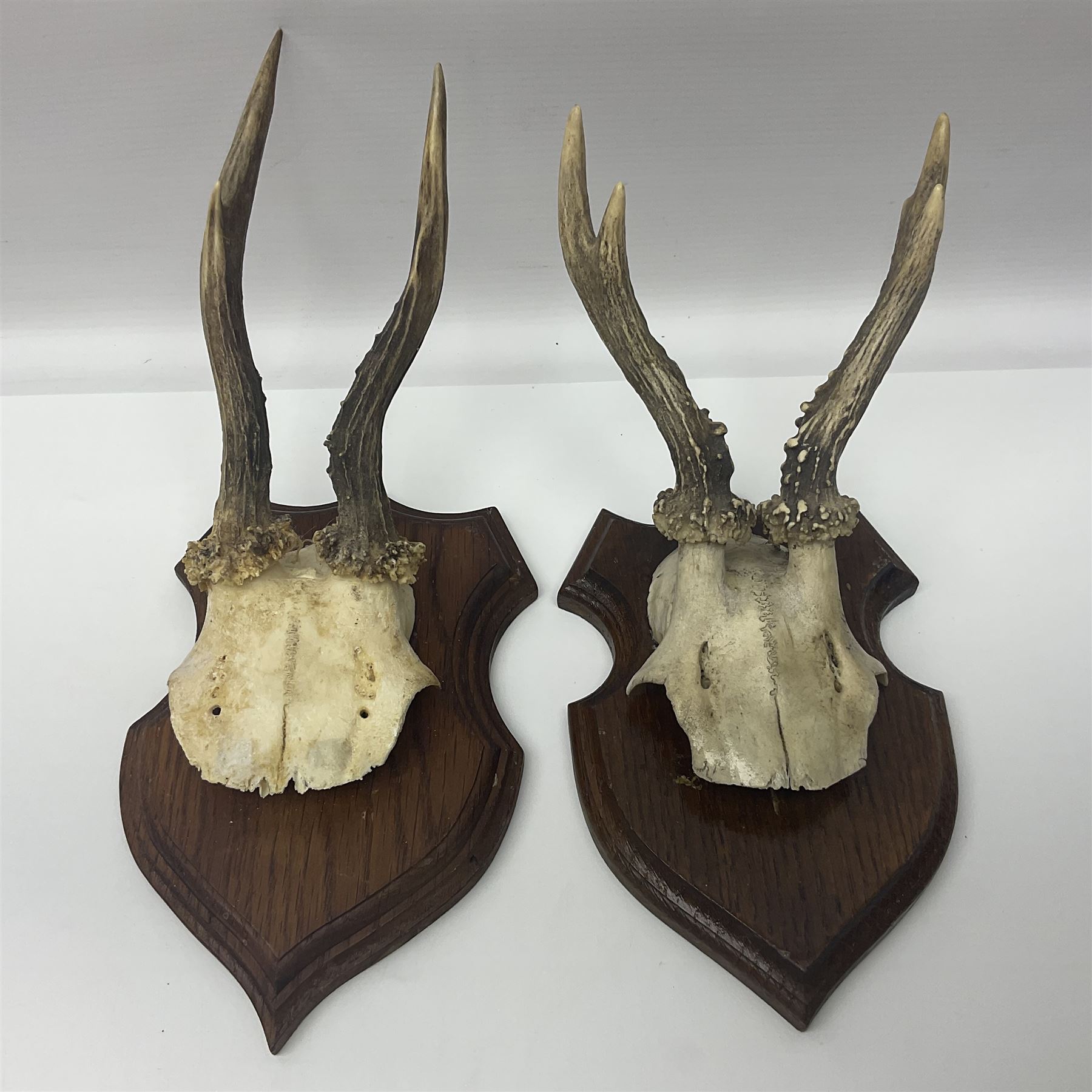 Antlers/Horns: Roe Deer (Capreolus capreolus) ten pairs of roe deer antlers mounted upon wooden shie - Image 17 of 21