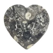 Dish in the form of hearts with a raised Goniatite to the centre and Orthoceras and Goniatite inclus