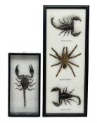 Entomology: Framed set of three specimens comprising two Giant Forest Scorpions (palamnaeus fulvipes