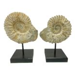 Pair of ammonite fossils