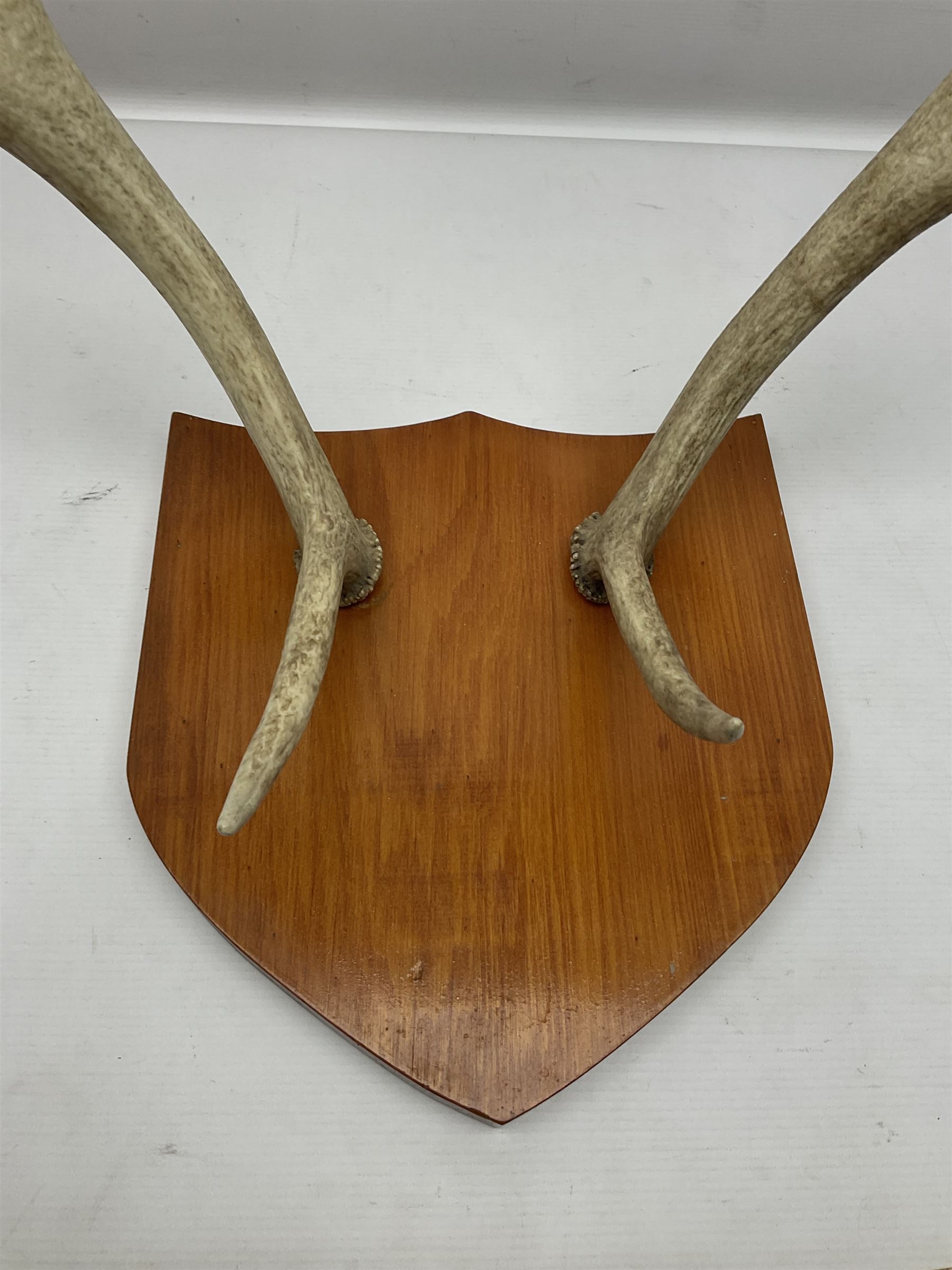 Antlers/Horns: Deer Antlers - Image 2 of 4