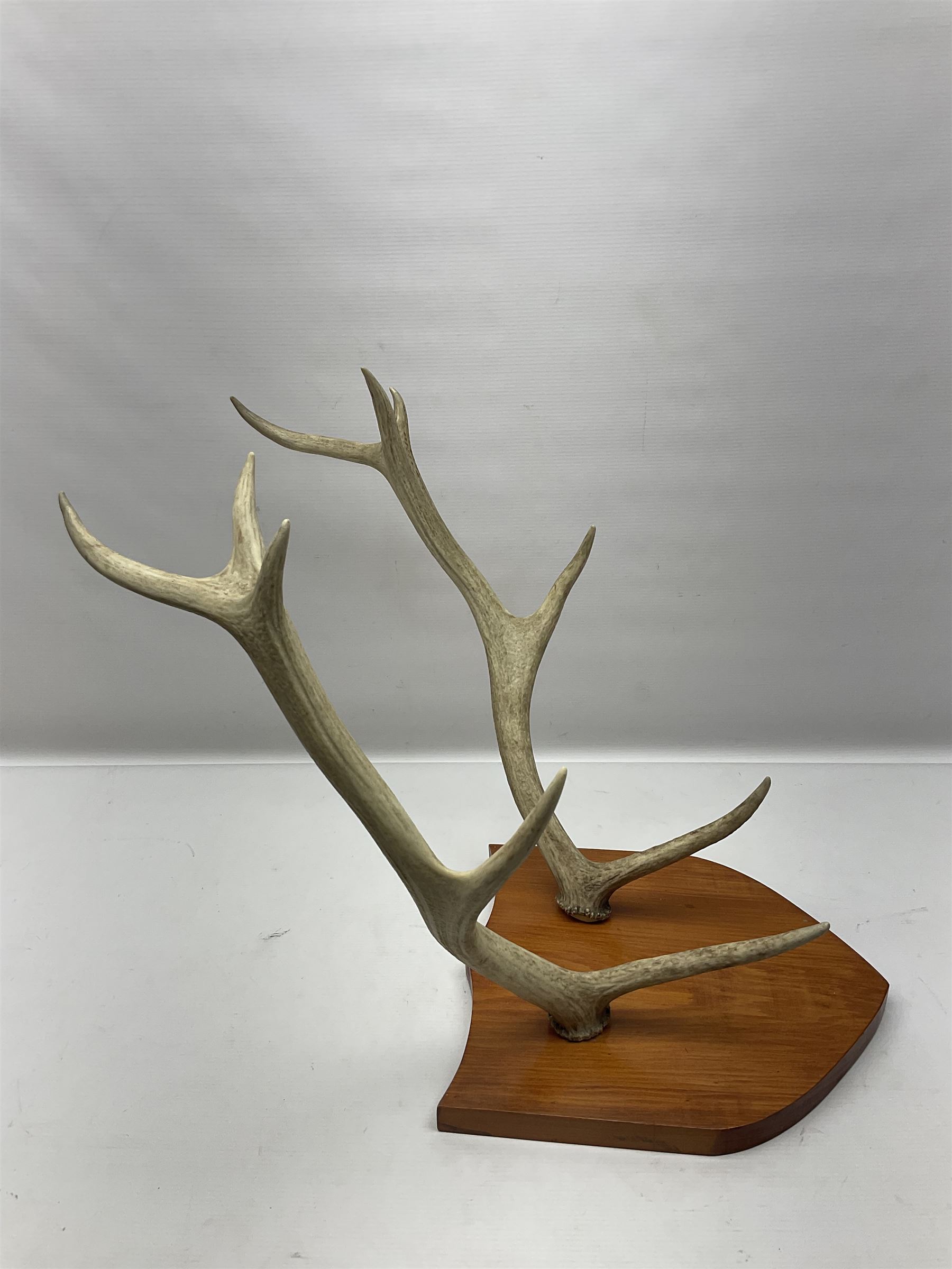 Antlers/Horns: Deer Antlers - Image 3 of 4